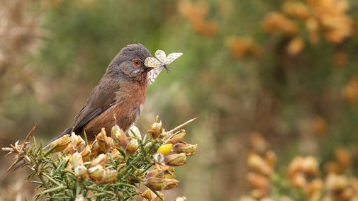 A Dartford warbler perched on top of a gorse bush at Dunwich Heath